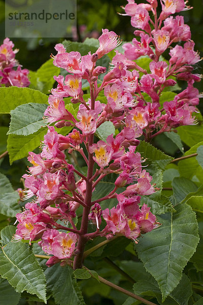 Fleischrote Rosskastanie oder Rotblühende Rosskastanie (Aesculus x carnea)  Blüten  West Stafford  Dorset  England  Großbritannien  Europa
