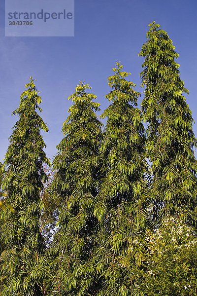 Ashok  Mast Tree oder Telegraph Pole Tree (Polyalthia longifolia)  Pendula  Wuchsform  wird zur Abschirmung von Grundstücken benutzt  Palawan  Philippinen  Südostasien  Asien