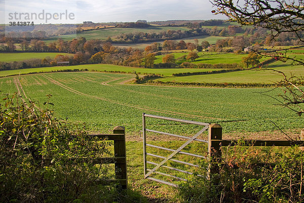 Tor aus Metall führt in die offene Landschaft hinaus  Blick über Ackerland  Minterne Magna  Dorset  England  Großbritannien  Europa