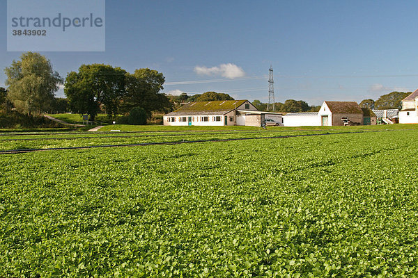 Brunnenkresse (Rorippa nasturtium-aquaticum)  Anbau  Feld des Warmwell Bauernhofs bei Dorchester  Dorset  England  Großbritannien  Europa