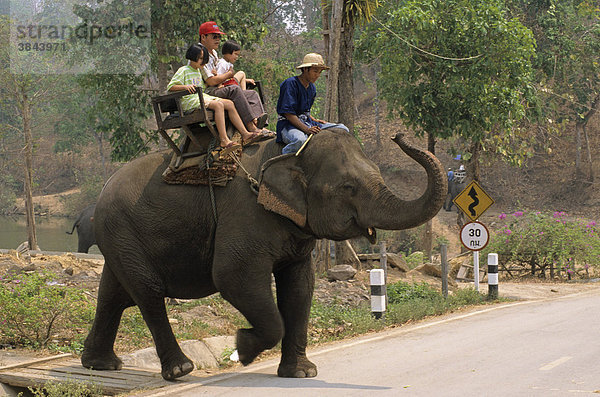 Domestizierter Asiatischer Elefant (Elephas maximus)  trägt Touristen auf dem Rücken  Thai Elephant Conservation Centre  Thailand  Asien