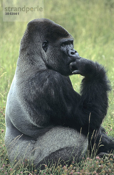 Westlicher Flachlandgorilla (Gorilla gorilla gorilla)  männliches Alttier