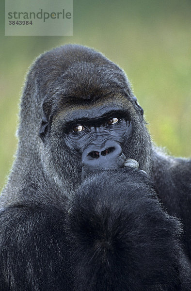 Westlicher Flachlandgorilla (Gorilla gorilla gorilla)  männliches Alttier saugt an seinen Fingern