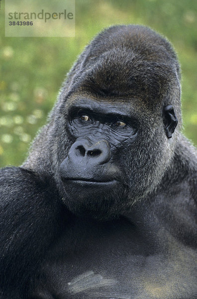 Westlicher Flachlandgorilla (Gorilla gorilla gorilla)  männliches Alttier