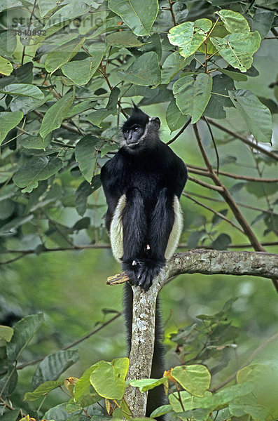 Delacour-Schwarzlangur oder Panda-Langur (Trachypithecus delacouri)  sitzt auf Baum  in Gefangenschaft