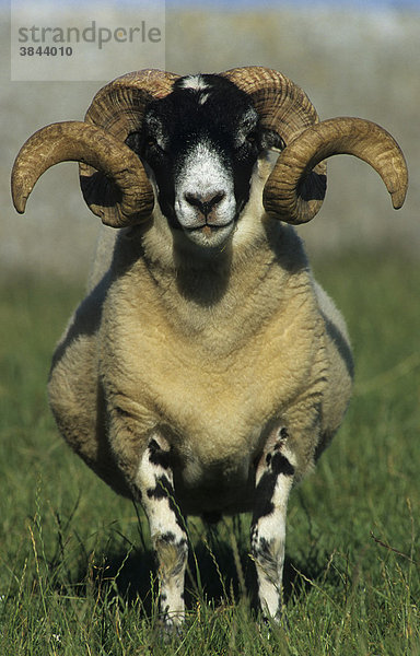 Schaf (Ovis aries)  Schafsbock mit spiralförmigen Hörnern  Anglesey  Nord-Wales  Großbritannien  Europa