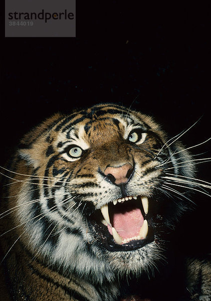 Tiger (Panthera tigris)  Portrait  mit gefletschten Zähnen