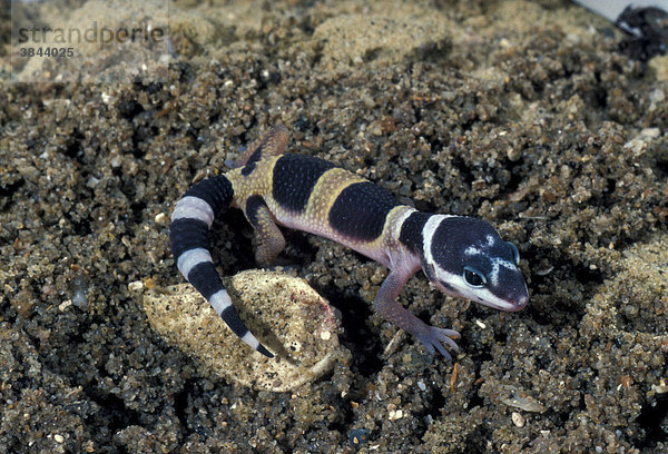 Leopardgecko (Eublepharis macularius)  gechlüpftes Jungtier mit Ei