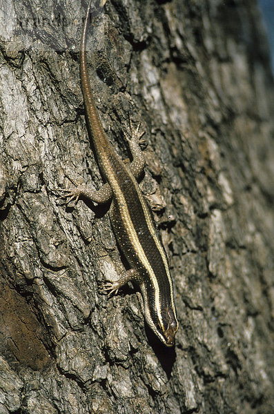 Wahlbergs Gecko (Panaspis wahlbergii)  auf Rinde  Kruger-Nationalpark  Südafrika