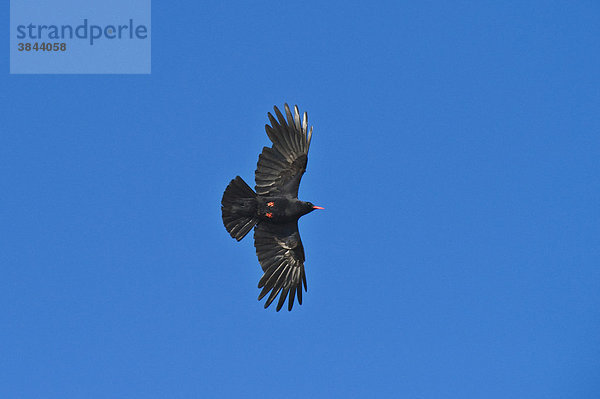 Alpenkrähe (Pyrrhocorax pyrrhocorax)  Altvogel im Flug  Saltee Inseln  Irland  Europa