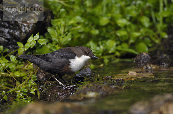 Wasseramsel (Cinclus cinclus)  Altvogel  am Wasserlauf mit Brunnenkresse  Derbyshire Dales  England  Großbritannien  Europa