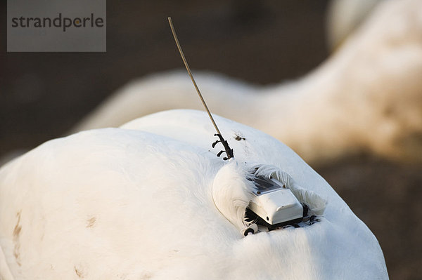 Singschwan (Cygnus cygnus)  Altvogel  Nahaufnahme des GPS-Satelliten-Senders  Martin Mere  Lancashire  England  Großbritannien  Europa