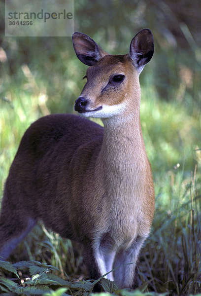 Vierhornantilope (Tetracerus quadricornis)