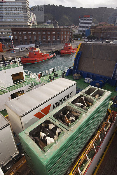 Hausrind  lebende Rinder werden im Anhänger mit einer Fähre transportiert  von Nordinsel zur Südinsel  Neuseeland