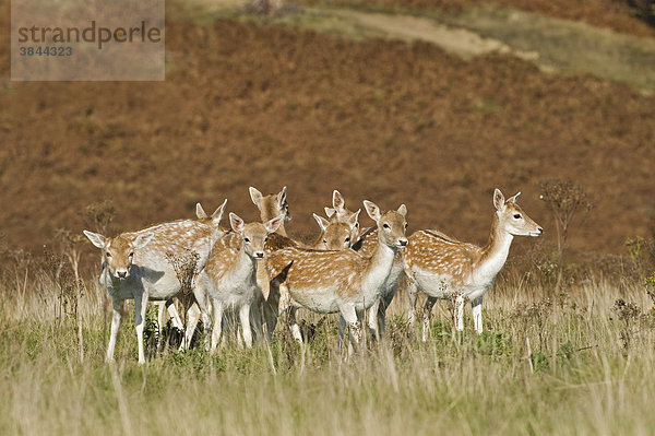 Damhirsch (Dama dama)  Herde  Hirschkühe und Kitze  stehend  Knole Park  Kent  England  Großbritannien  Europa