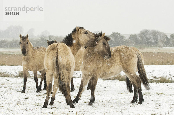 Konik Pony oder Kleinpferd (Equus ferus caballus)  Herde  Jungtiere  beim spielerischen Kampf im Schnee  Ham Fen Nature Reserve  Kent  England  Großbritannien  Europa