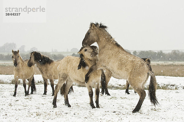 Konik Pony oder Kleinpferd (Equus ferus caballus)  Jungtiere  beim spielerischen Kampf im Schnee  Ham Fen Nature Reserve  Kent  England  Großbritannien  Europa