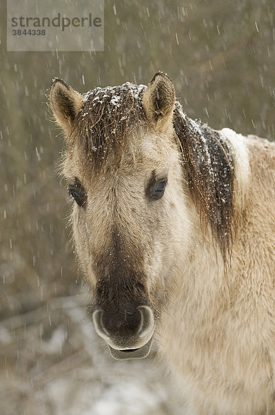 Konik Pony oder Kleinpferd (Equus ferus caballus)  Alttier  Portrait  im Schnee  Ham Fen Nature Reserve  Kent  England  Großbritannien  Europa