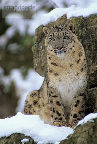 Schneeleopard (Panthera uncia)  Weichben  im Schnee sitzend  in Gefangenschaft