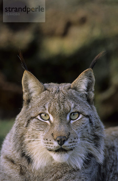 Sibirischer Luchs (Lynx lynx wrangeli)  Männchen