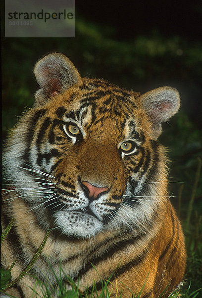 Tiger (Panthera tigris tigris)  junges Männchen  10 Monate  Portrait