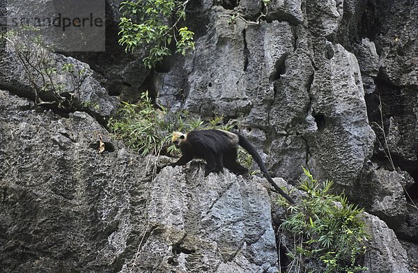 Goldkopflangur oder Cat-Ba-Langur (Trachypithecus p. poliocephalus)  auf Felsen  Cat Ba Insel  Halong-Bucht  Vietnam  Südostasien  Asien