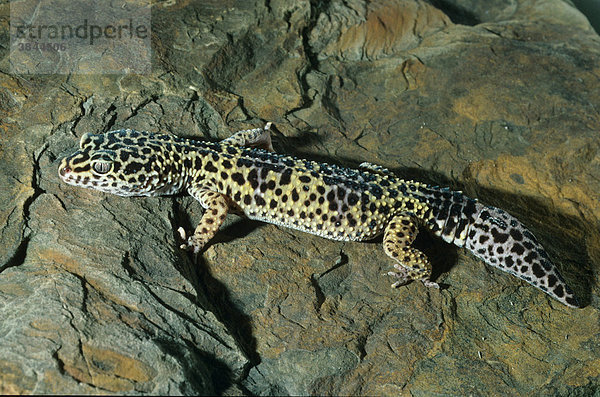 Leopardgecko (Eublepharis macularius)  auf Felsen