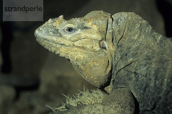 Nashornleguan (Cyclura cornuta)  in Gefangenschaft