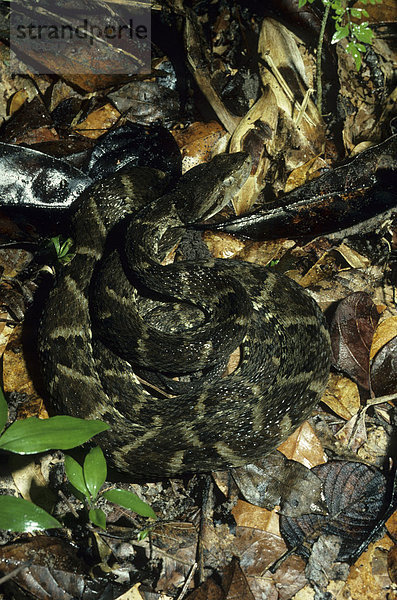Lanzenotter (Bothrops atrox)  zusammengerollt auf getrockneten Blättern  Auenwald  Guyana  Südamerika