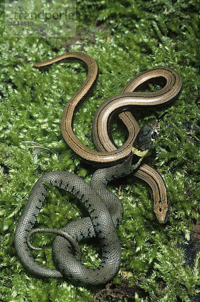 Ringelnatter (Natrix natrix)  Schlange im ersten Jahr  mit junger Blindschleiche (Anguis fragilis)