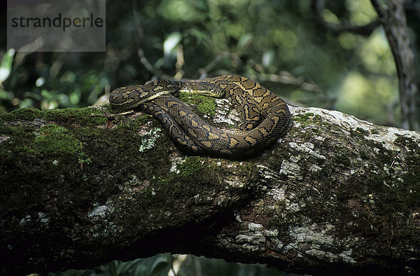 Teppich-Python oder Diamant-Python (Morelia spilota)  Lamington Nationalpark  Australien