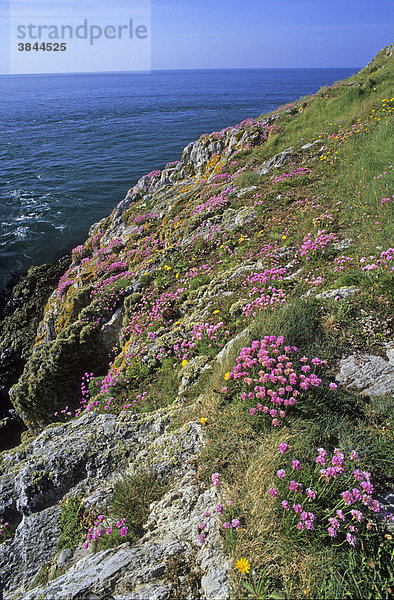 Strand-Grasnelke (Armeria maritima)  Blüten auf Klippen  North Stack  Holy Island  Anglesey  Wales  Großbritannien  Europa