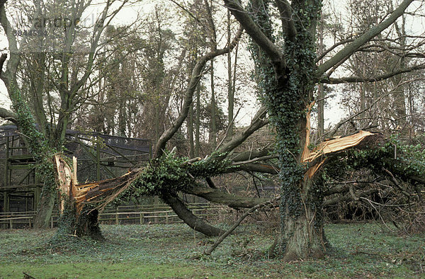 Durch Wind beschädigte Baume  Sturm im Oktober 1987  Port Lympne  Kent  England  Großbritannien  Europa