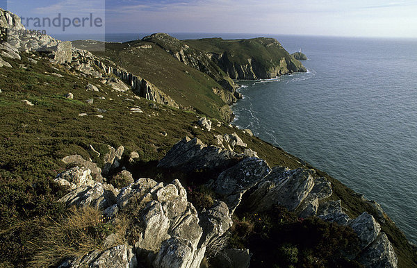 Meeresklippen und Heidekraut  South Stack-Vogelschutzreservat  South Stack Cliffs  Holy Island  Anglesey  Nordwales  Großbritannien  Europa