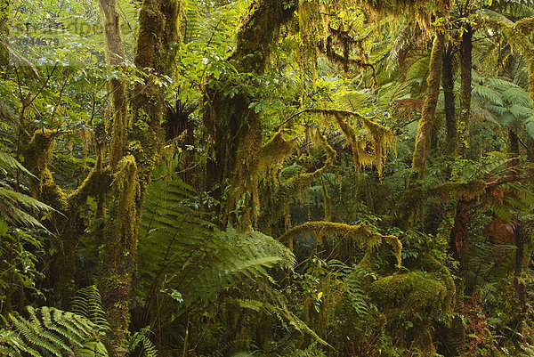 Gemäßigter Regenwald  Vegetation  mit Moos bedeckte Bäume  in der Nähe des Fox-Gletschers  Neuseeländische Alpen  Südinsel  Neuseeland
