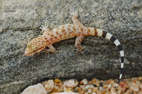 Halbfinger-Gecko Art (Hemidactylus homoeolepis)  Jungtier mit schwarz-weißen Schwanzstreifen  Sokotra Insel  Jemen  Naher Osten  Arabische Halbinsel