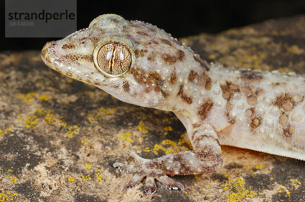 Socotran Leaf-toed Gecko (Hemidactylus inintellectus)  Halbfinger-Gecko  neue Unterart  klassifiziert 2009  Alttier  Portrait  Sokotra Insel  Jemen  Naher Osten  Arabische Halbinsel