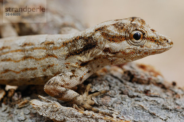 Felsen-Gecko (Pristurus obsti)  Alttier  Sokotra Insel  Jemen  Naher Osten  Arabische Halbinsel