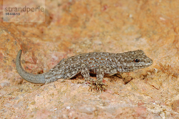 Persischer Felsen-Gecko (Pristurus rupestris)  Alttier auf Felsen in den Bergen  Jemen  Naher Osten  Arabische Halbinsel