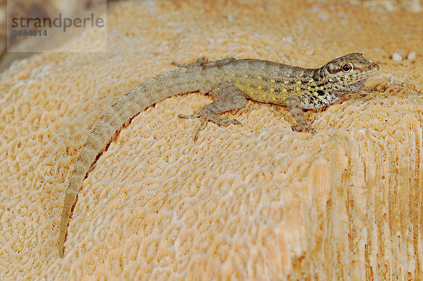 Abdel Kuri Felsen-Gecko (Pristurus abdelkuri)  Alttier  auf fossilem Madrepore-Korallen  Sokotra Insel  Jemen  Naher Osten  Arabische Halbinsel