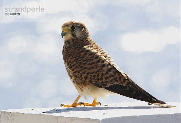 Turmfalke (Falco tinnunculus)  Weibchen  auf Strandmauer  Sharm-El-Sheikh  Sinai Halbinsel  Ägypten  Afrika
