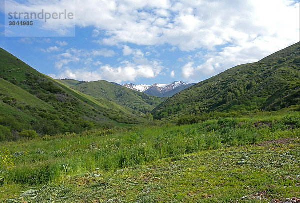 Lebensraum im üppigen Gebirgstal  verschneite Berggipfel hinten  östliches Tien-Shan-Gebirge  Provinz Almaty  Kasachstan  Eurasien