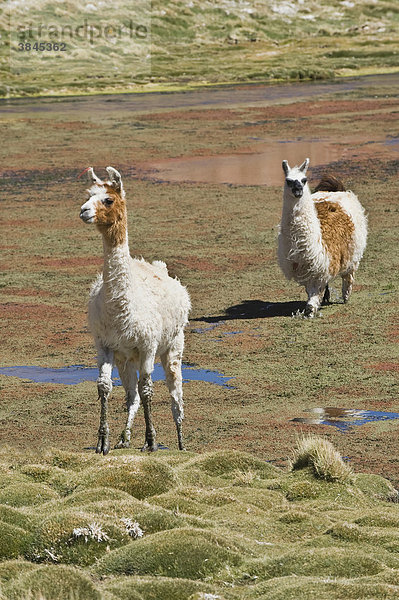 Lamas (Lama glama)  Atakamawüste  Antofagasta Region  Chile  Südamerika