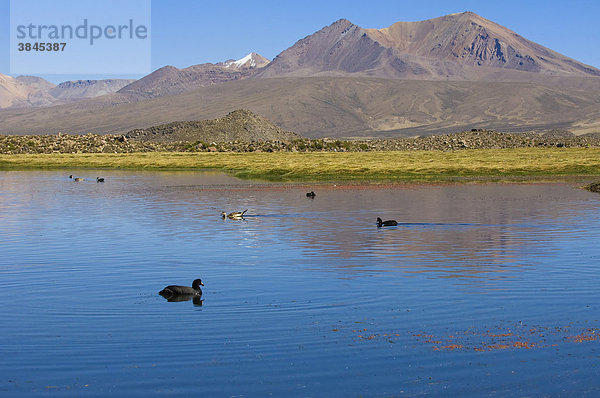Andensee  Riesenblässhühner (Fulica gigantea) und Enten  Lauca Nationalpark  Arica und Parinacote Region  Chile  Südamerika