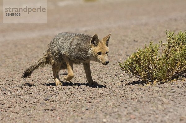 Argentinischer Kampffuchs  Patagonischer Fuchs (Lycalopex griseus)  Altiplano  Bolivien  Südamerika