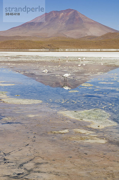 Laguna Hedionda  Altiplano Salzsee  Potosi  Bolivien  Südamerika