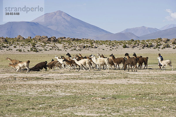 Lama (Lama glama) Herde  San Juan  Potosi  Bolivien  Südamerika