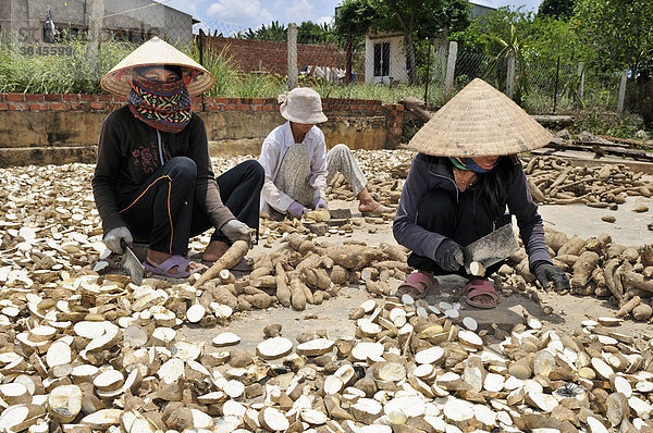 Frauen schneiden Süßkartoffel  Batate  Weiße Kartoffel  Knollenwinde (Ipomoea batatas)  Vietnam  Asien