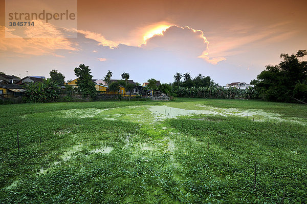 Landwirtschaftliche Anbaufläche in Hoi An  Vietnam  Südostasien