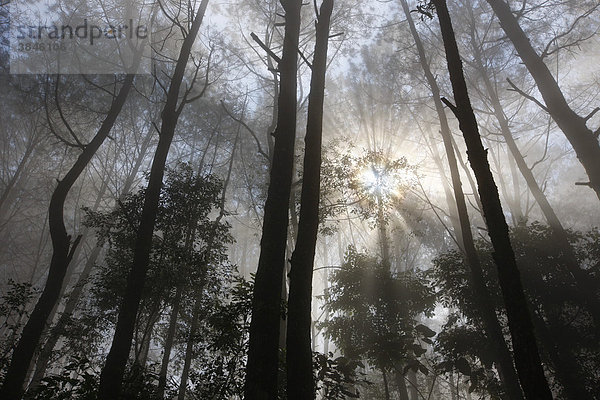 Morgensonne im Nebelwald  Berg Salib Kasih  Tarutung  Batak Region  Sumatra  Indonesien  Asien